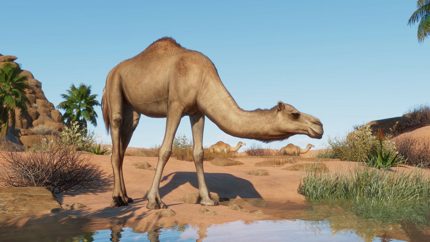 Planet Zoo: Arid Animal Pack (PC) - Steam Key - GLOBAL   - Steam [Email/Instant Delivery]