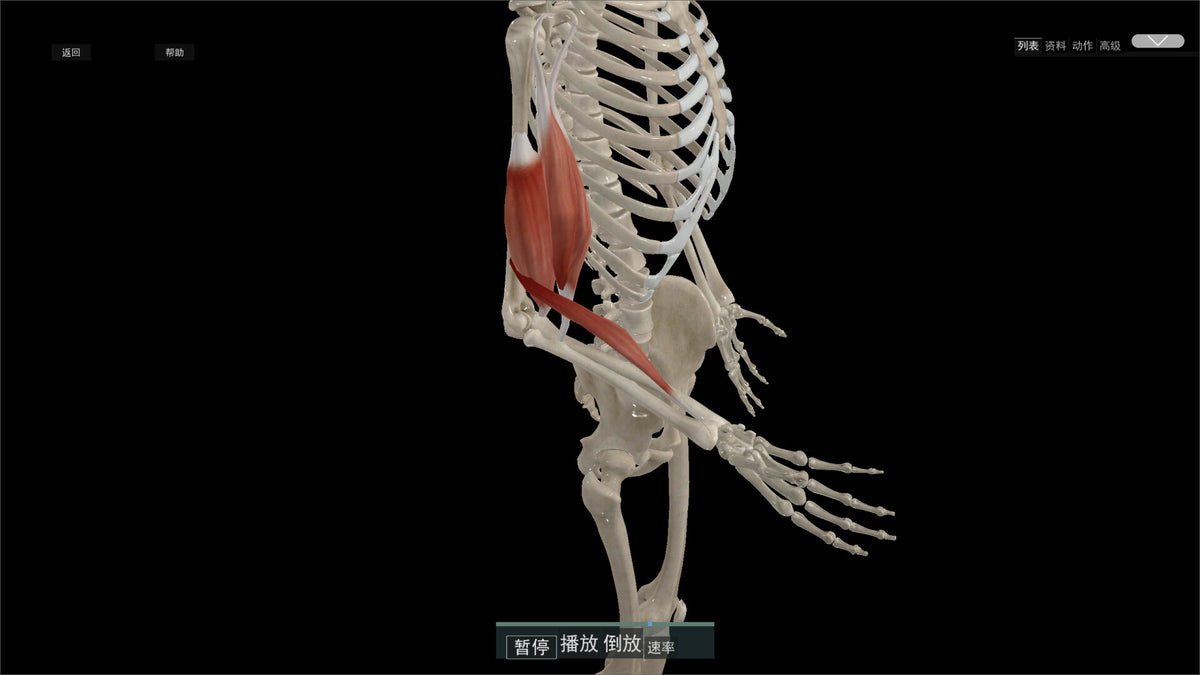 Kinetic Anatomy 3D PC Steam CD Key  REGION FREE LinxTech - [Email/Instant Delivery]