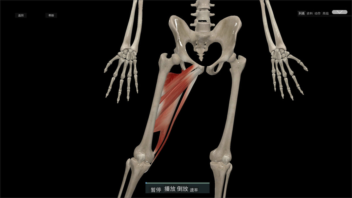 Kinetic Anatomy 3D PC Steam CD Key  REGION FREE LinxTech - [Email/Instant Delivery]