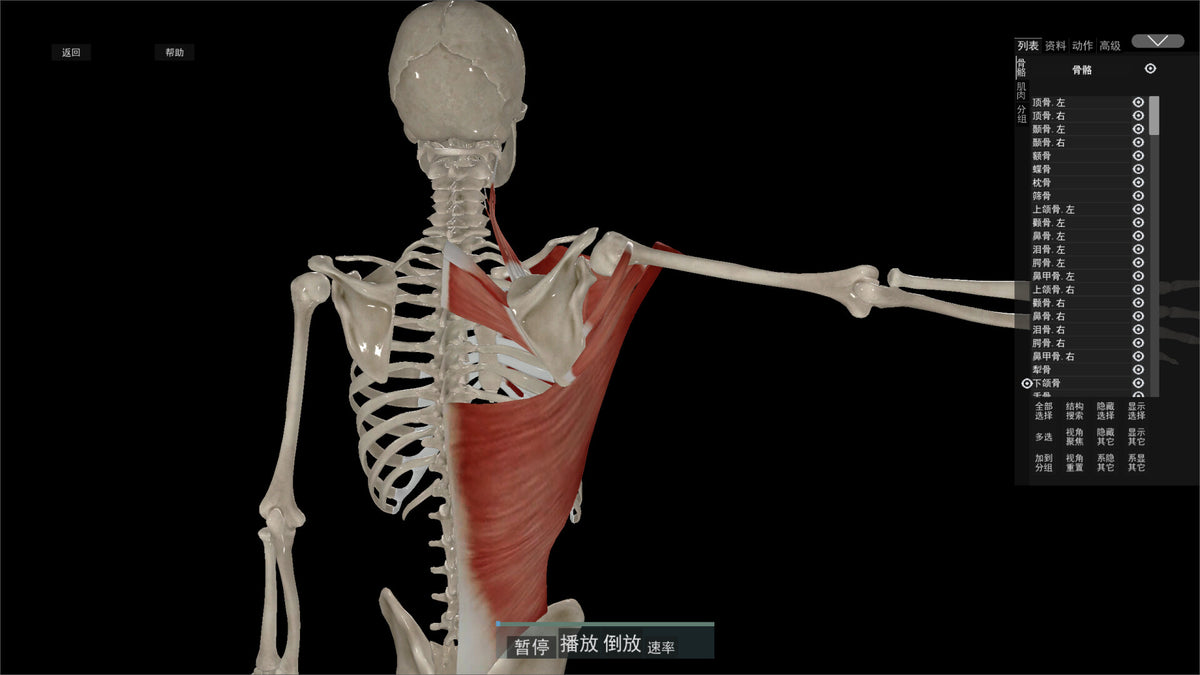 Kinetic Anatomy 3D PC Steam CD Key  REGION FREE LinxTech - [Email/Instant Delivery]