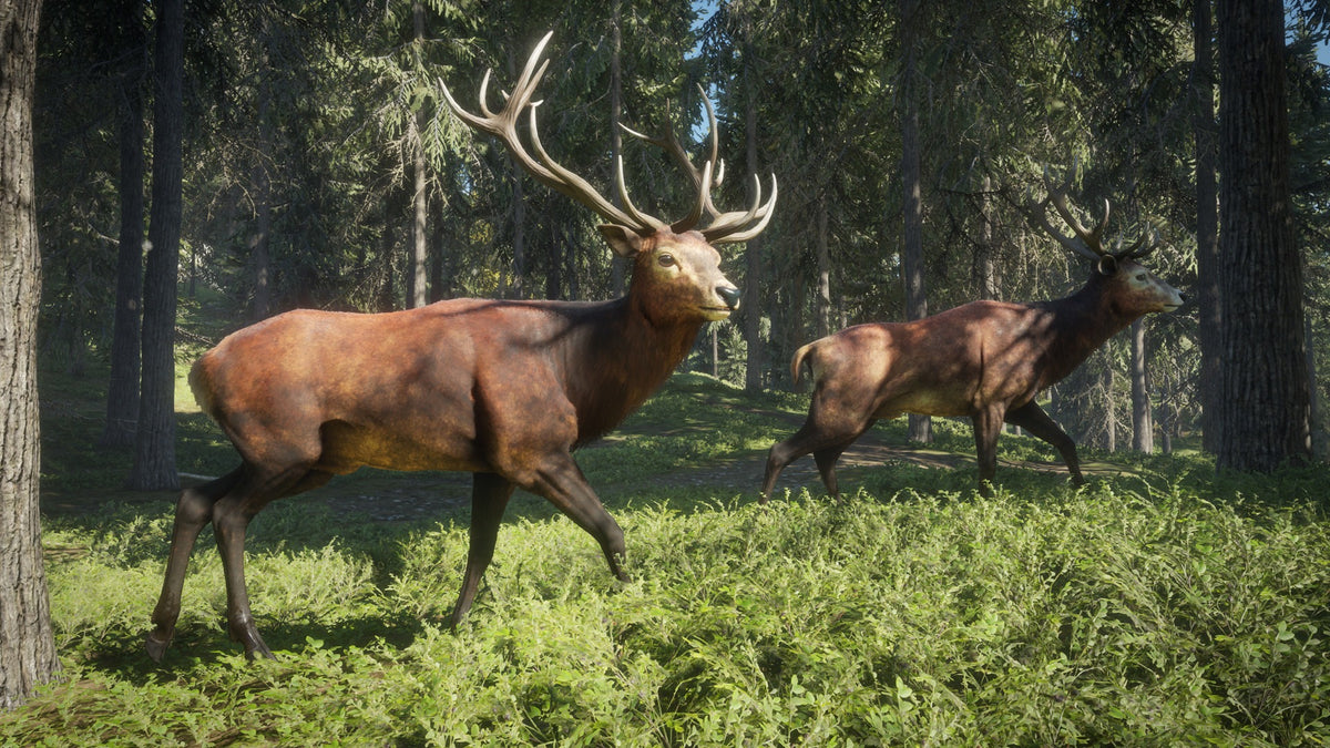 theHunter: Call of the Wild - Hunting Starter Pack Bundle PC Steam CD Key  REGION FREE  [Email/Instant Delivery]